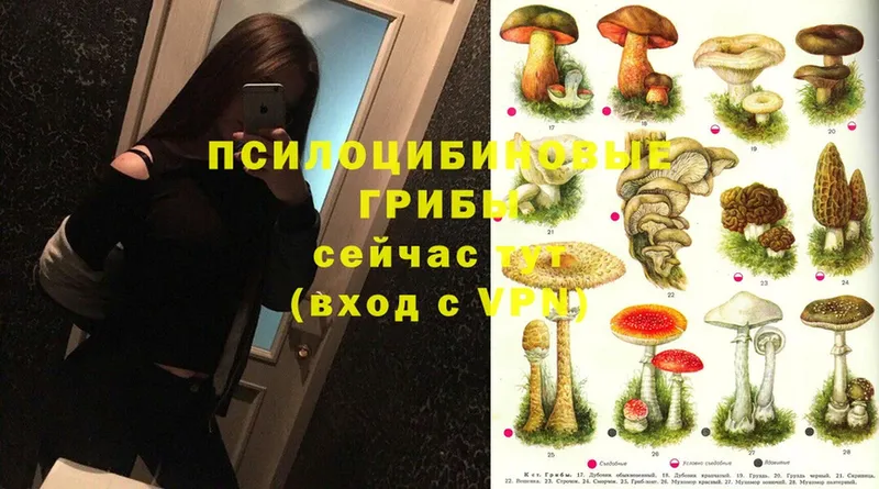 Псилоцибиновые грибы Psilocybine cubensis  МЕГА ссылки  Нерчинск 